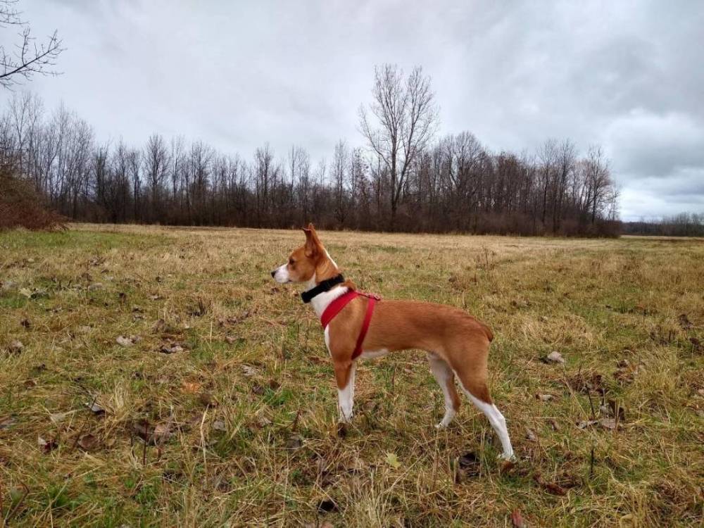 dog 4.jpg