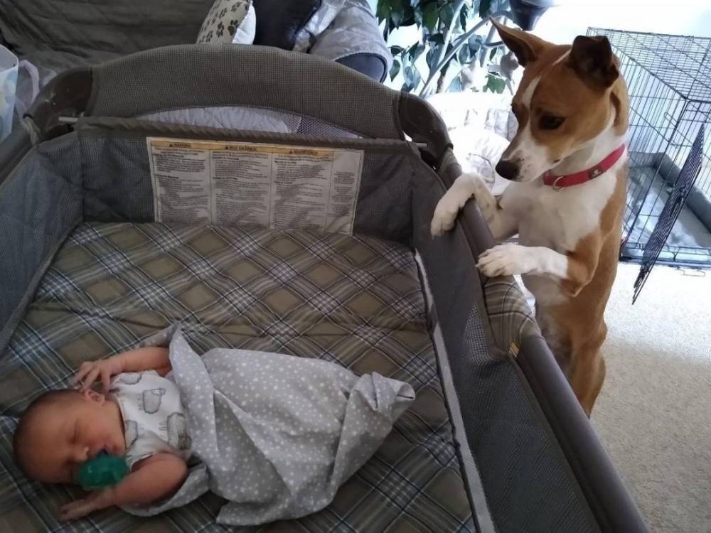 dog2.jpg