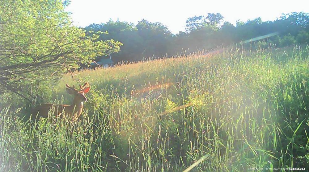 Sunrise Buck 2022.JPG