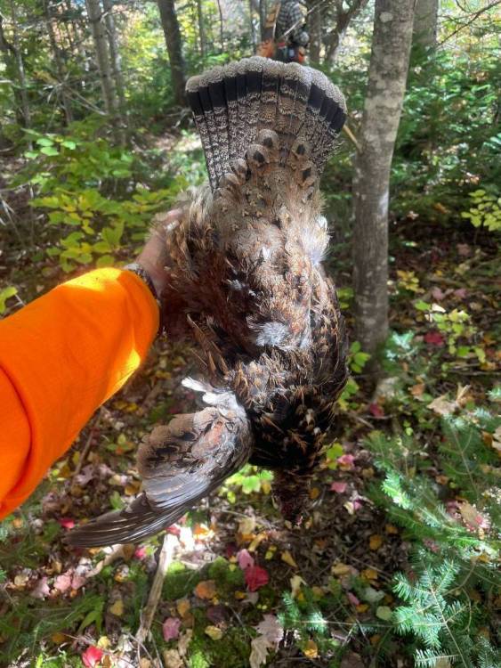 3rd grouse.jpg