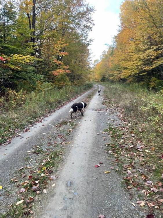 Nala walking the trail.jpg