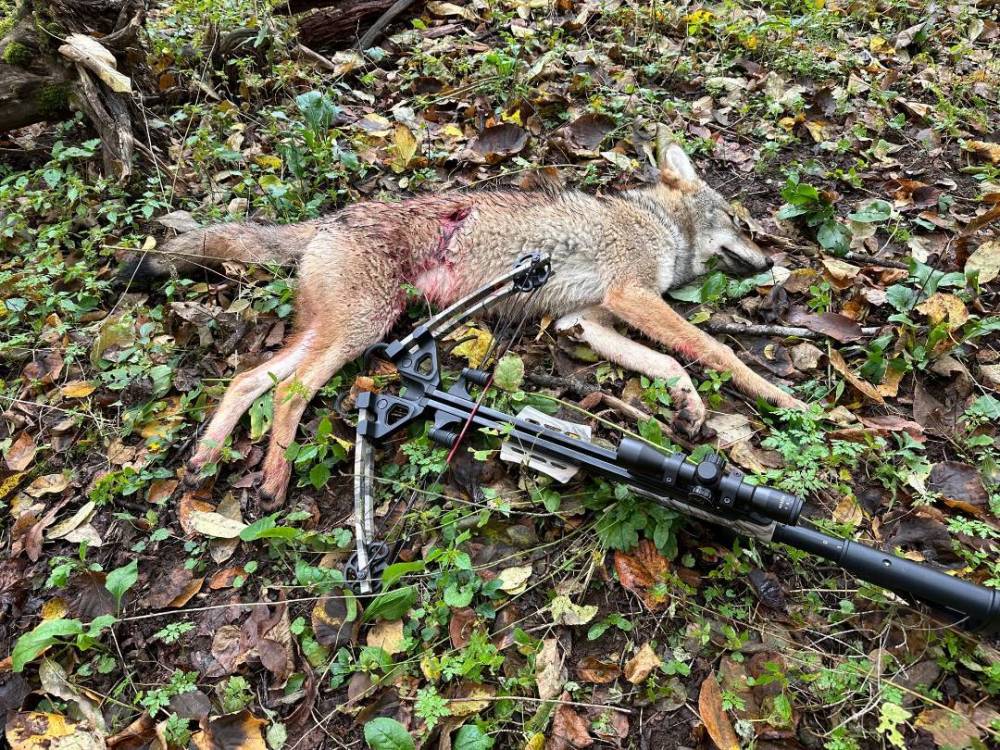 Yote.jpg