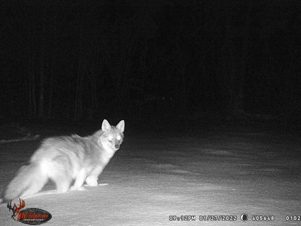 Resized_WGI_0102_465316599906036.thumb.jpeg.2f4e9d8dba4aa19aae90b4f84a983f34.jpeg