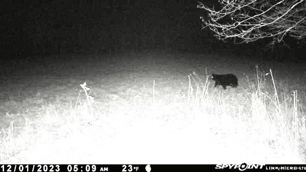 Bear on camera Rensselaerville, Albany County New York December 1-2023 -  Region 4 - Hunting New York - NY Empire State Hunting Forum - Bow Hunting,  Fishing, Bear, Deer