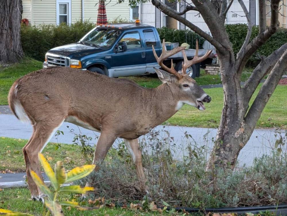 Corley Drive Buck.jpeg