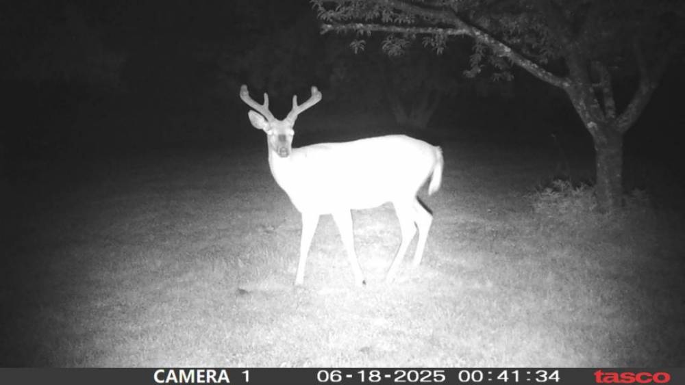 bucknice.JPG